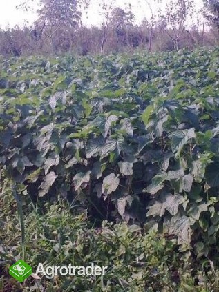 Sadzonki porzeczki Tisel - zdjęcie 3