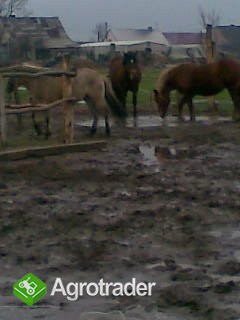 Sprzedam - zdjęcie 2