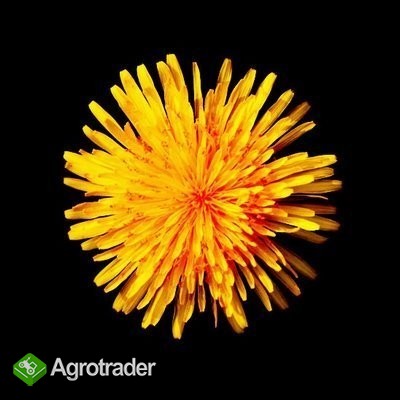 Kupię każdą ilość owsa ekologicznego!