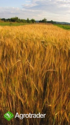 kupię pszenżyto