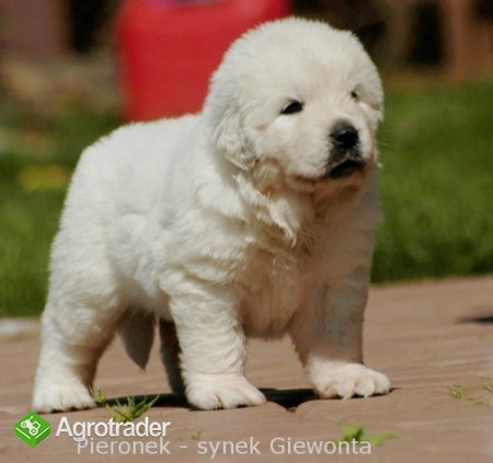 Owczarki podhalańskie - zdjęcie 4