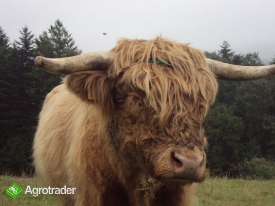 Sprzedam byka szkockiego - zdjęcie 2