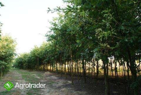 DĄB, KLON, BUK (3m) Hurt/Detal TRANSPORT GRATIS! - zdjęcie 2