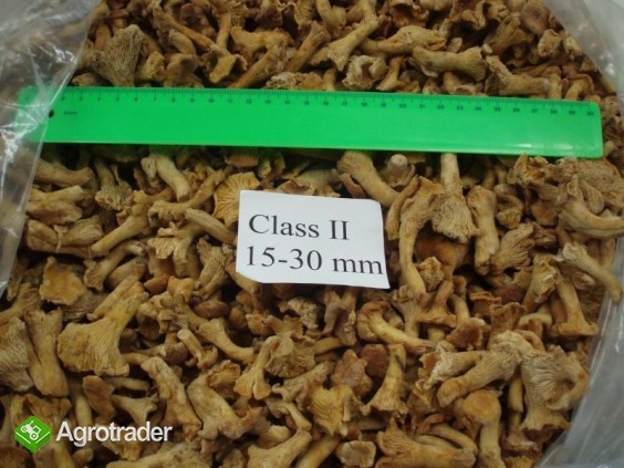 KURKI,ZURAWINA,CZARNICA MROZONA