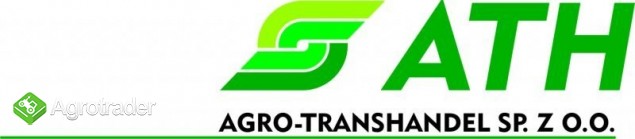 Warchlaki holenderskie - zdjęcie 2