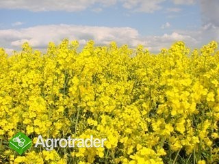 Kupię Rzepak.