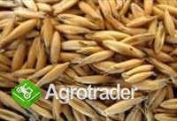 Zboża z Ukrainy - zdjęcie 4