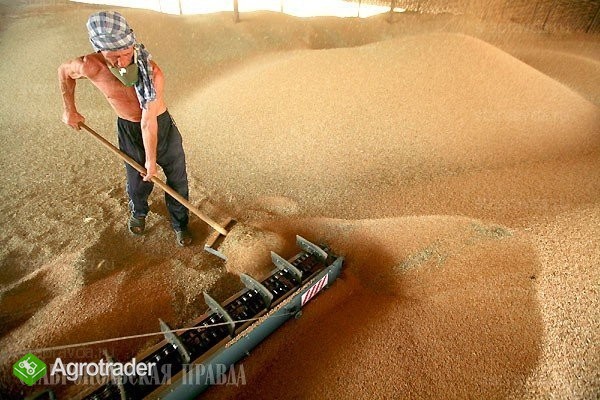 SKUP / SPRZEDAŻ ZBOŻA