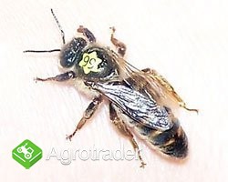 matki pszczele 2015r.