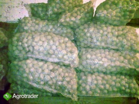 Sprzedam ziemniaki (drobne)